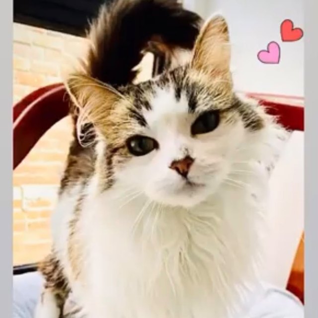 Zoe, la gatita